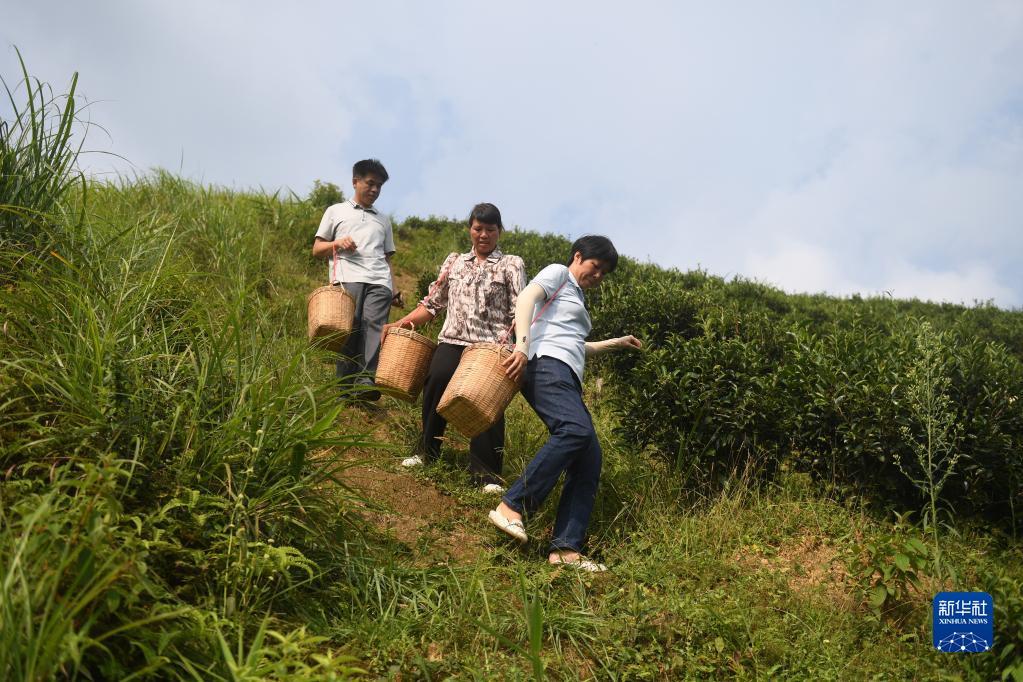 在廣西蒼梧縣六堡鎮(zhèn)山坪村，祝雪蘭（前）和村民采茶后走下茶山（2022年9月22日攝）。新華社記者 陸波岸 攝